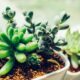 succulent root rot - green succulent plant in white ceramic pot