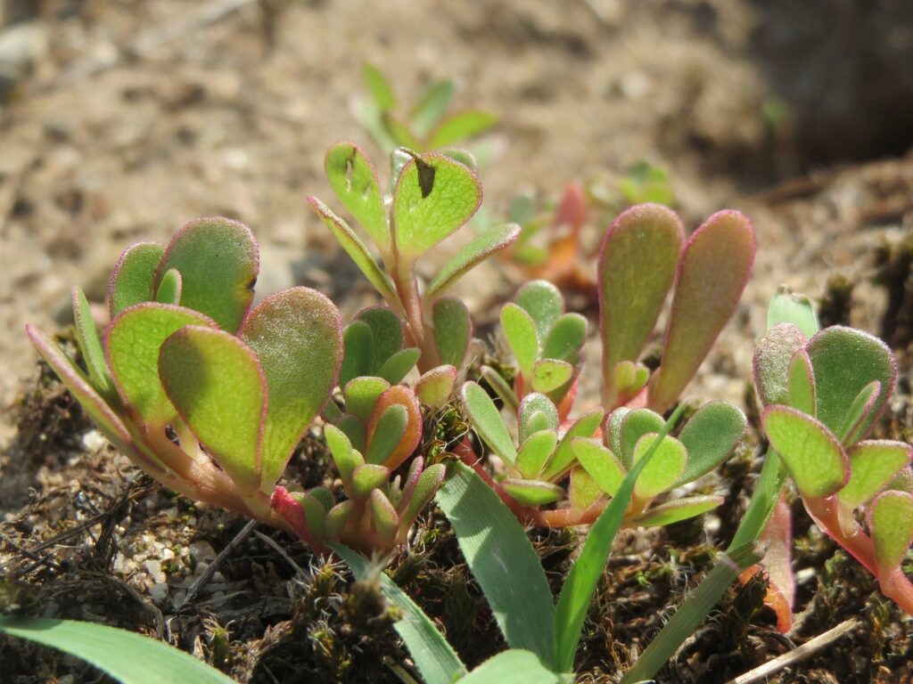 succulent roots - portulaca oleracea, common purslane, also known as verdolaga