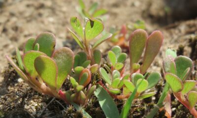 succulent roots - portulaca oleracea, common purslane, also known as verdolaga