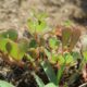 succulent roots - portulaca oleracea, common purslane, also known as verdolaga