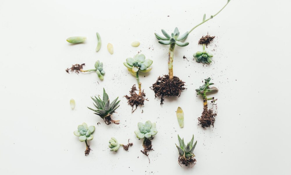 flat lay photo of succulent roots and plants