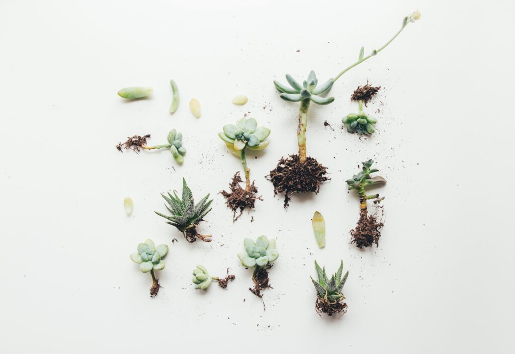 flat lay photo of succulent roots and plants