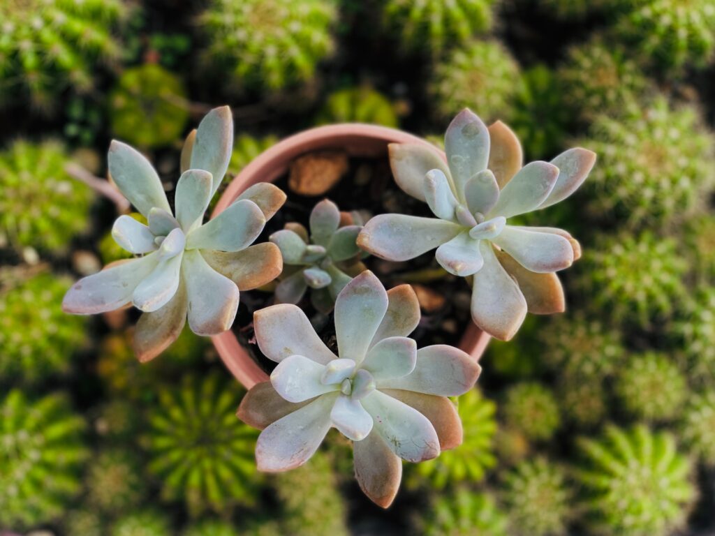 succulent roots - a close up of a small plant in a pot