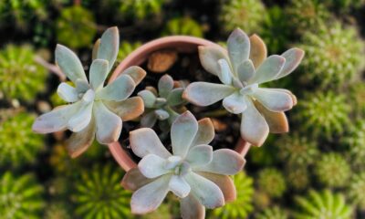 succulent roots - a close up of a small plant in a pot