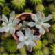 succulent roots - a close up of a small plant in a pot