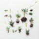 flat lay photo of succulent roots and plants