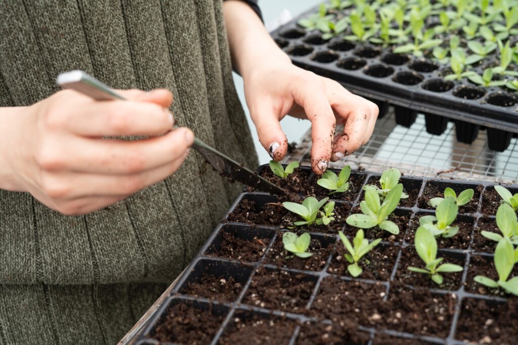 succulent soil mix - person holding green plant on black plastic pot