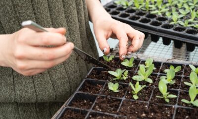 succulent soil mix - person holding green plant on black plastic pot