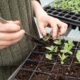 succulent soil mix - person holding green plant on black plastic pot