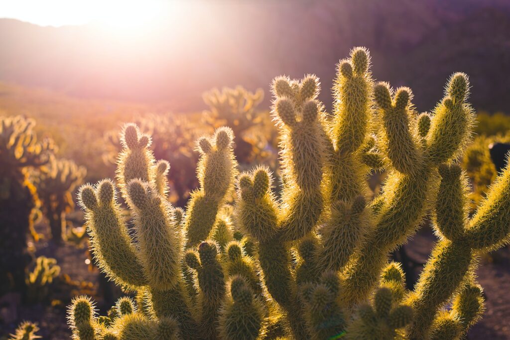 succulent sunlight requirements - green cacti plants