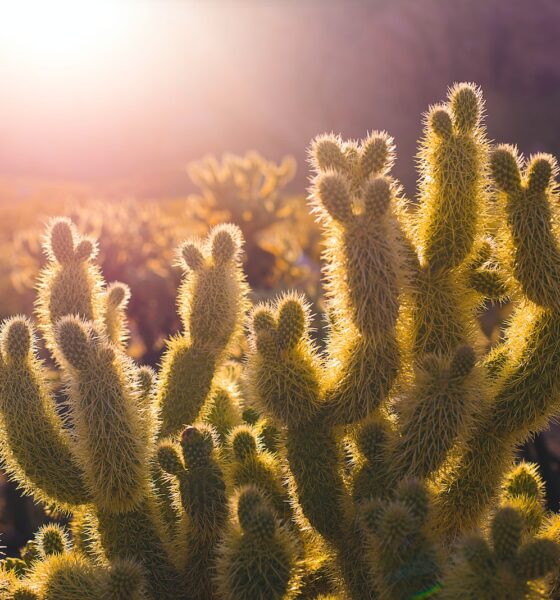 succulent sunlight requirements - green cacti plants