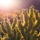 succulent sunlight requirements - green cacti plants