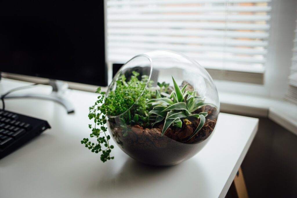 succulent terrarium