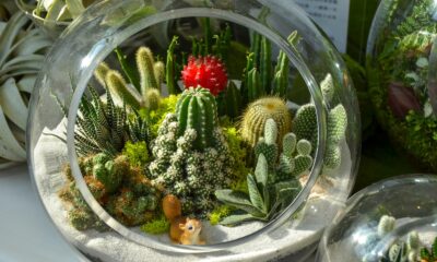 succulent trade - green cactus plant on clear glass bowl