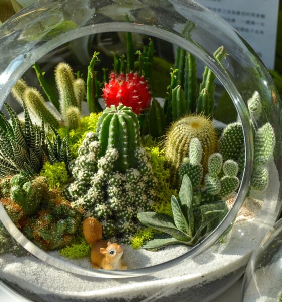succulent trade - green cactus plant on clear glass bowl