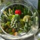 succulent trade - green cactus plant on clear glass bowl