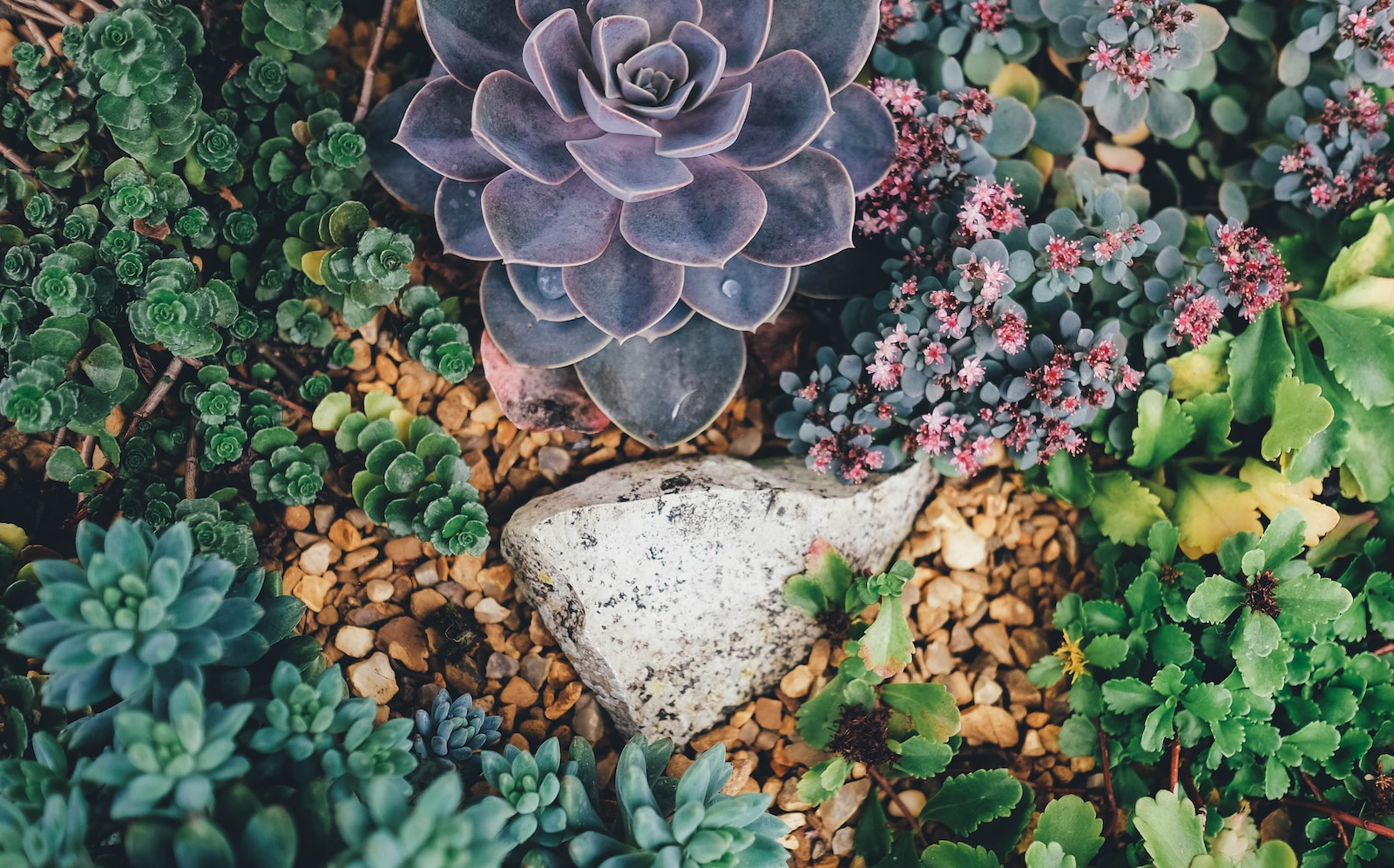 succulent varieties - grey stone surrounded with succulent plants