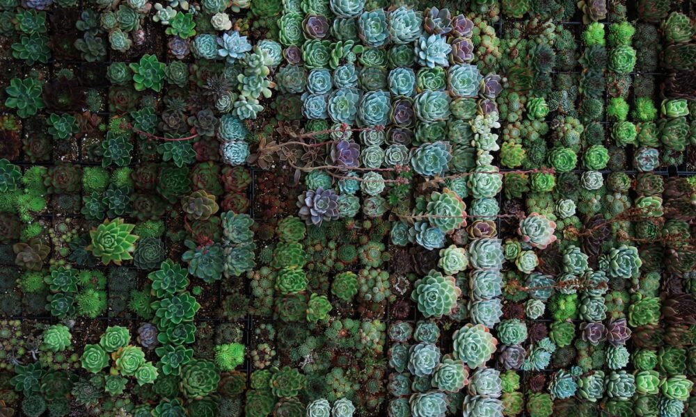 succulent walls - top view of flower field