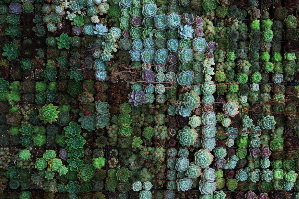 succulent walls - top view of flower field