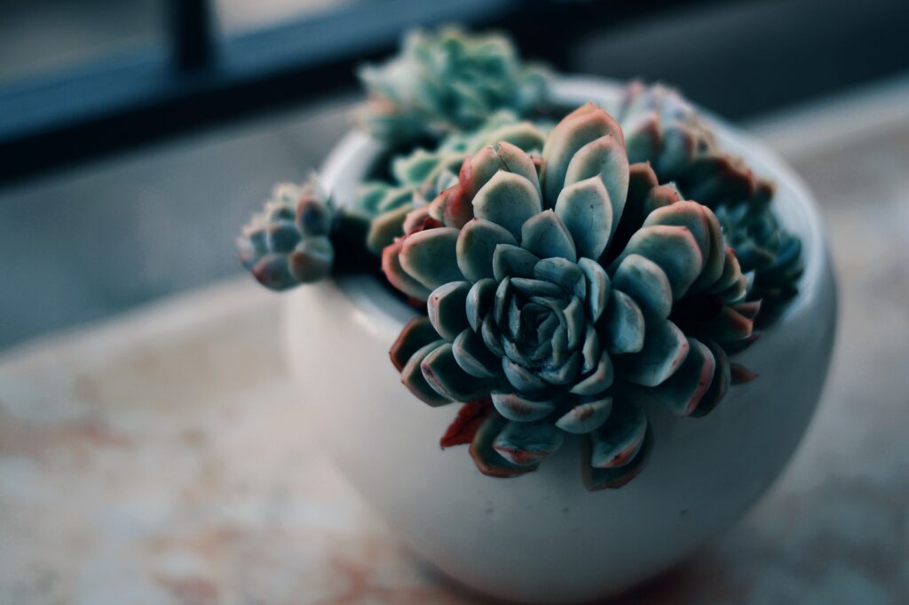 succulents - green succulent plant on white ceramic bowl