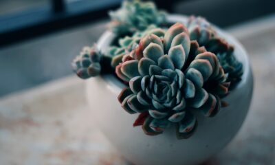 succulents - green succulent plant on white ceramic bowl