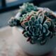 succulents - green succulent plant on white ceramic bowl