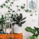 succulents as air purifier - green leafed plant