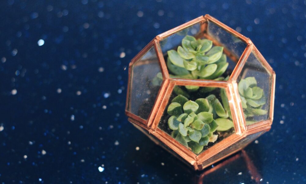 succulents as gifts - a close up of a small plant in a glass container