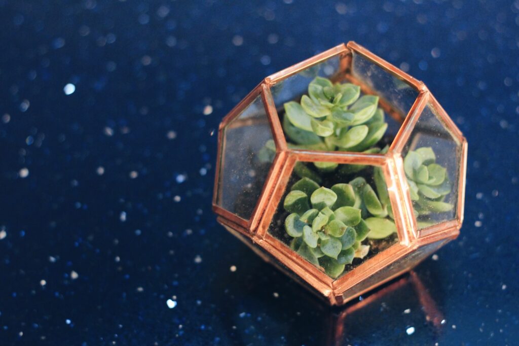 succulents as gifts - a close up of a small plant in a glass container