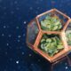 succulents as gifts - a close up of a small plant in a glass container