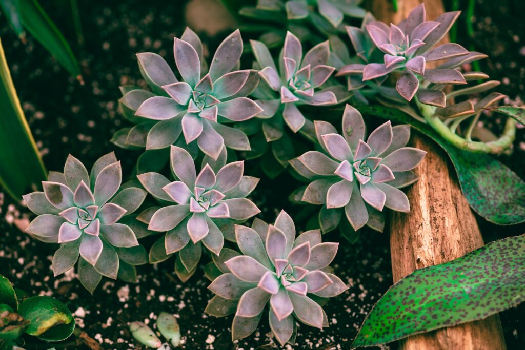 succulents for humid environments - a group of plants that are sitting in the dirt