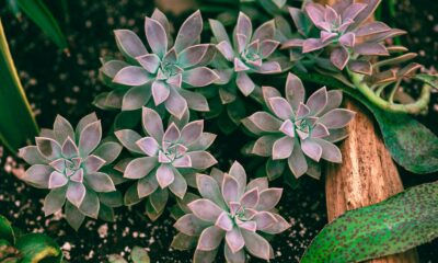 succulents for humid environments - a group of plants that are sitting in the dirt