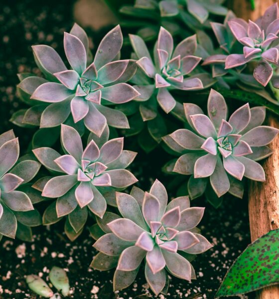 succulents for humid environments - a group of plants that are sitting in the dirt