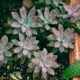 succulents for humid environments - a group of plants that are sitting in the dirt