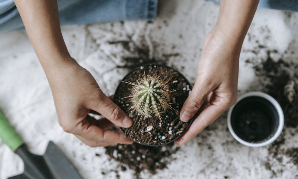 succulents from seeds - From above of crop anonymous horticulturist planting succulent plant with sharp prickles in pot