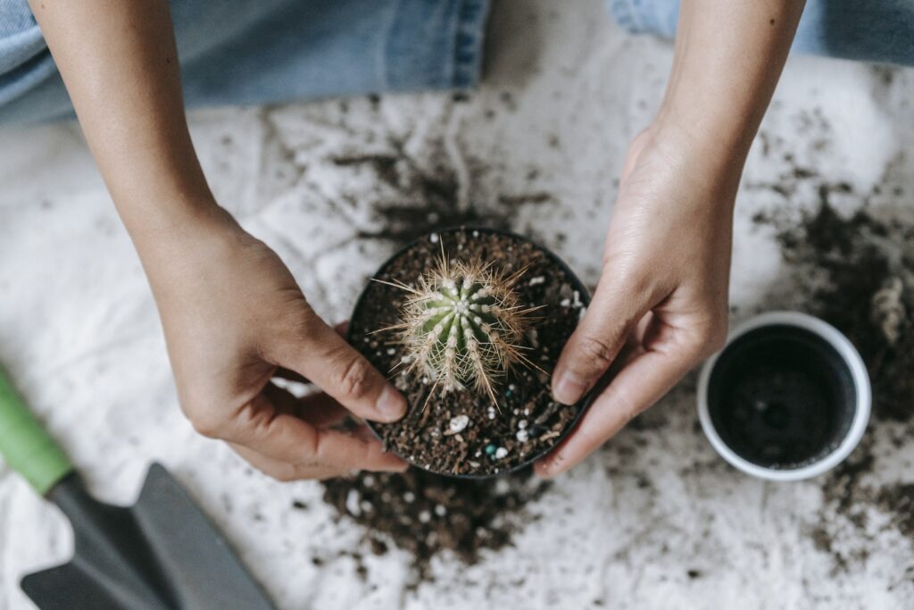 succulents from seeds - From above of crop anonymous horticulturist planting succulent plant with sharp prickles in pot