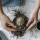 succulents from seeds - From above of crop anonymous horticulturist planting succulent plant with sharp prickles in pot