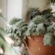 succulents fungal threats - green succulent plants