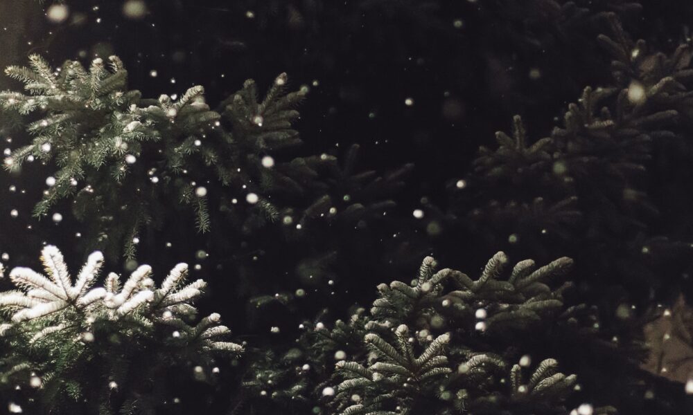 succulents in holiday decorations - snow fall on tree