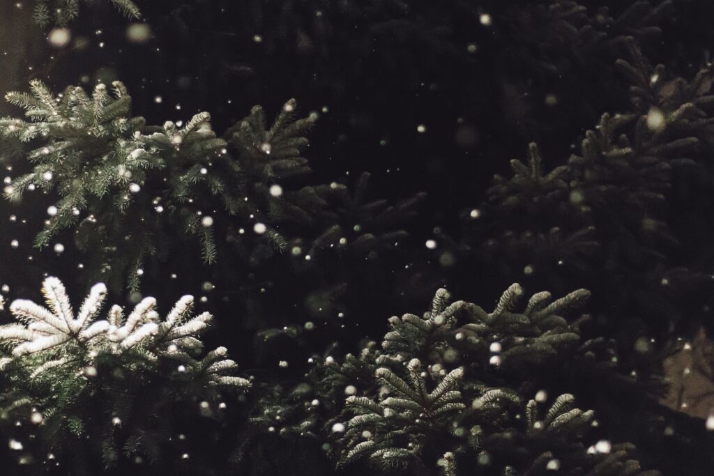 succulents in holiday decorations - snow fall on tree