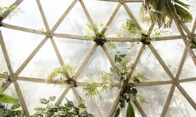 succulents in industrial spaces- green leafed plants and palm near wall