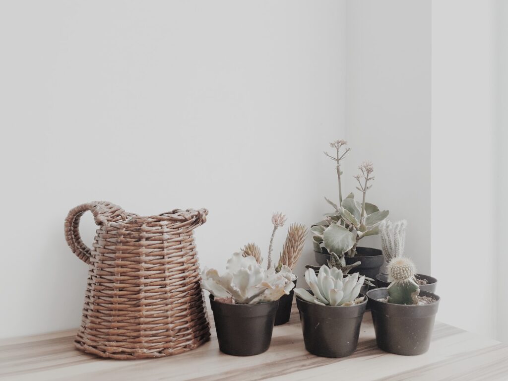 succulents in minimalist decor - green succulent plants in pots on table near wall