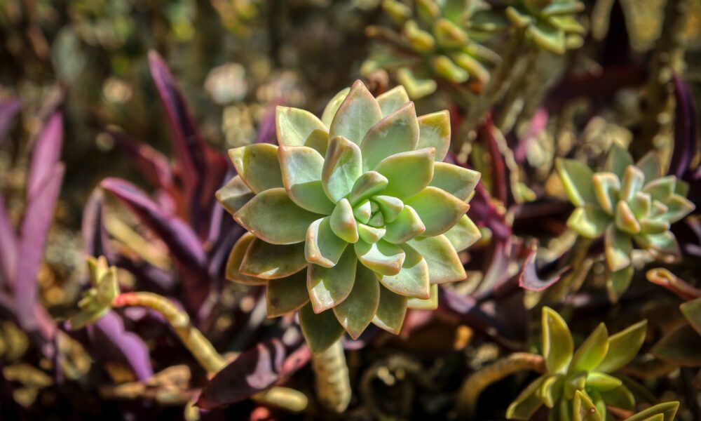 succulents in sunlight - green and purple flower in close up photography