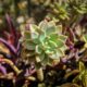 succulents in sunlight - green and purple flower in close up photography