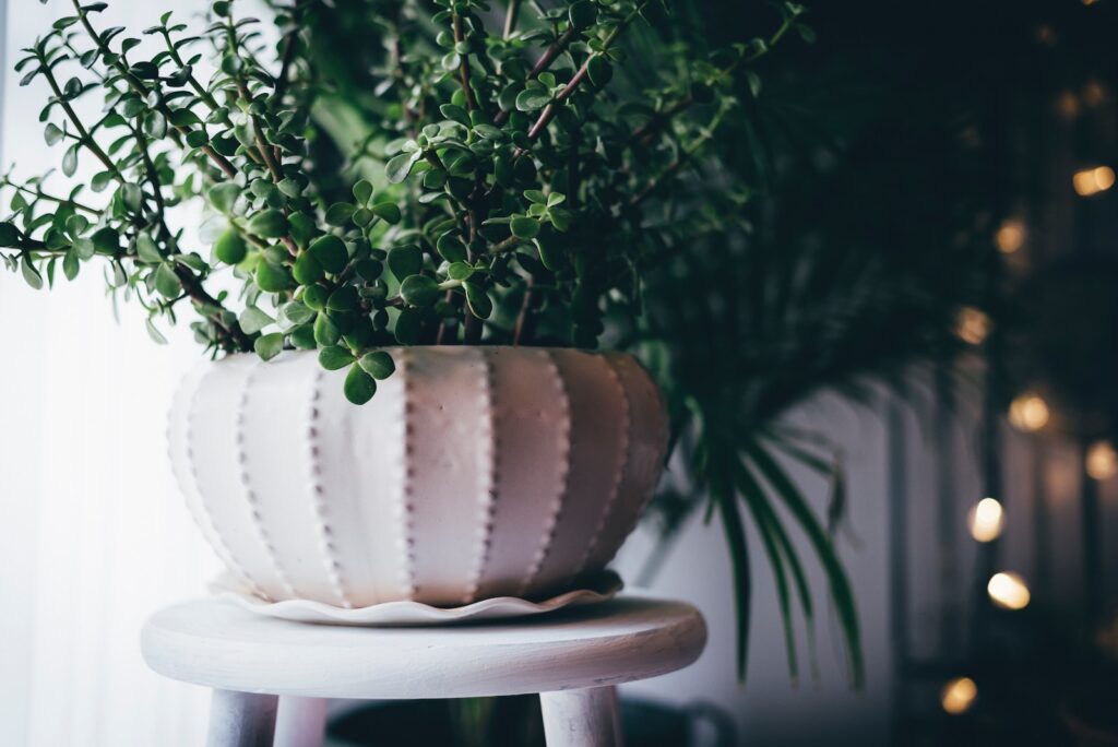 succulents in the workspace - green potted plant