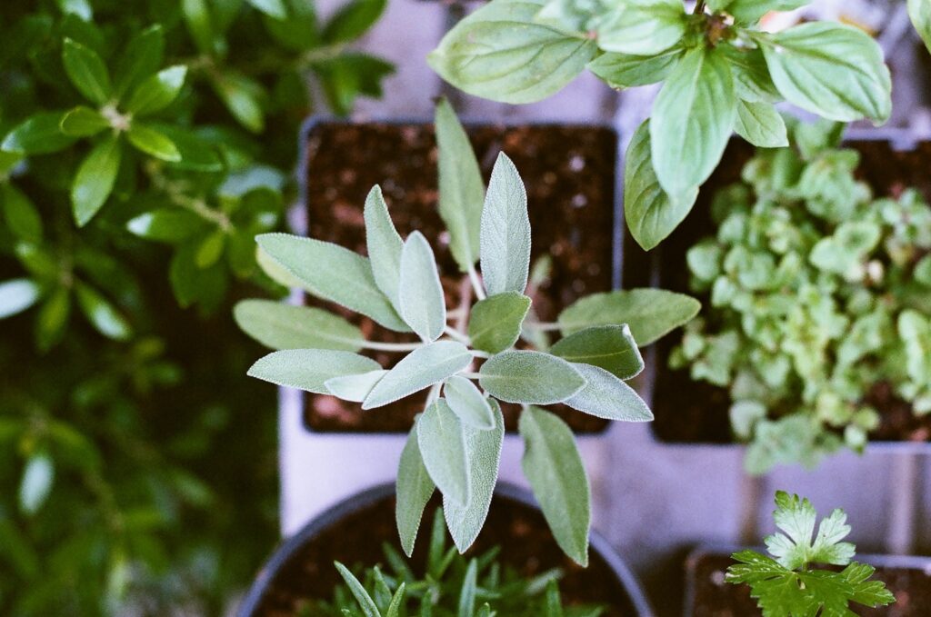 succulents mini garden - shallow focus photography of green leafed plant