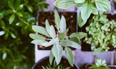 succulents mini garden - shallow focus photography of green leafed plant