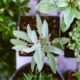 succulents mini garden - shallow focus photography of green leafed plant