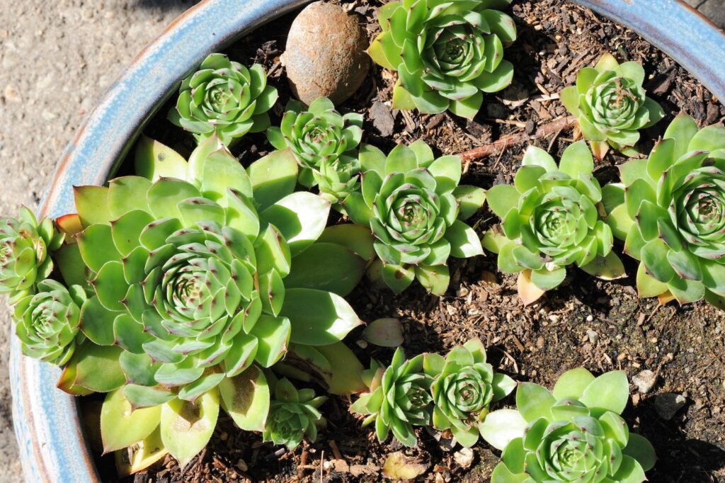 succulents that rarely need water - a blue pot filled with green plants on top of a sidewalk