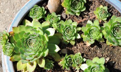 succulents that rarely need water - a blue pot filled with green plants on top of a sidewalk